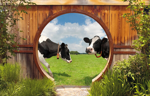 tuinposter gat schutting koeien