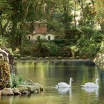 tuinposter zwanen in vijver