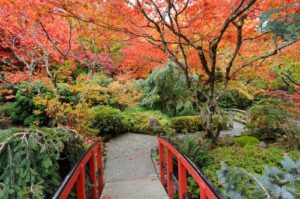 tuinposter Rode brug Japanse tuin