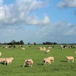 tuinposter Schapen in de wei