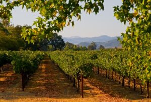 tuinposter met landschap doorkijk wijngaard