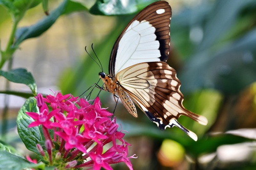 vlinder poster vlinder op roze bloem