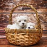 buiten poster witte puppies in rieten mand