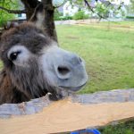 tuinposter Ezeltje over houten hek