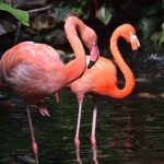 tuinposter 2 flamingo's in water