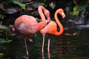 tuinposter 2 flamingo's in water