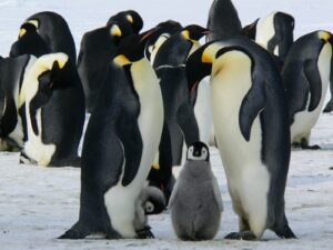Tuindoek Pinguins in een groep