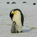 tuindoek Pinguins ouder met kind