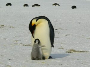tuindoek Pinguins ouder met kind