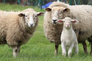 tuindoek schapen en lam in weiland