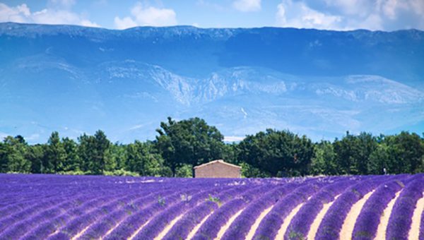 tuindoek lavendelveld boerderij bomen