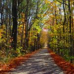 tuinposter bos zonnige herfstkleuren