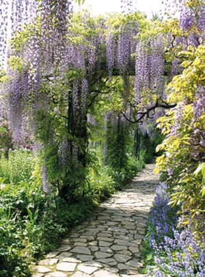 tuinposter blauwe-regen-175x130-cm