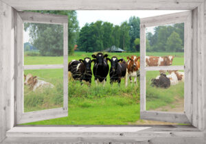 doorkijk eigen foto in open raam wit koeien