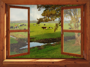 tuinposter bruin venster koeien