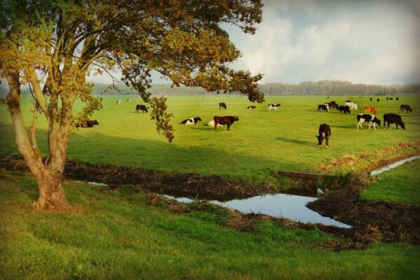 Koeien in landschap