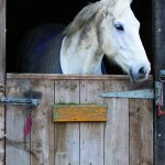 Paard over staldeur