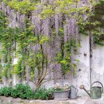 h220 x br230 cm tuinposter met blauwe regen tegen witte muur